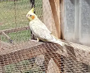 Young Male Cockatiel