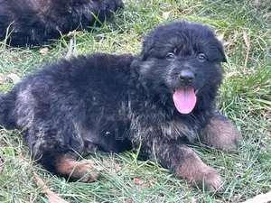 1-3 months Male Purebred German Shepherd