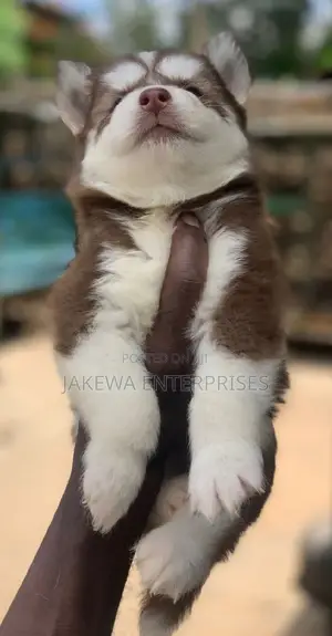 1-3 months Male Purebred Siberian Husky