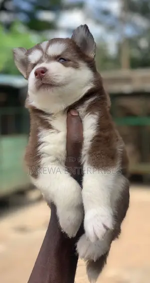 1-3 months Female Purebred Siberian Husky