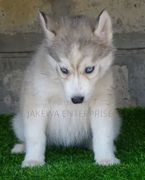 1-3 months Male Purebred Siberian Husky