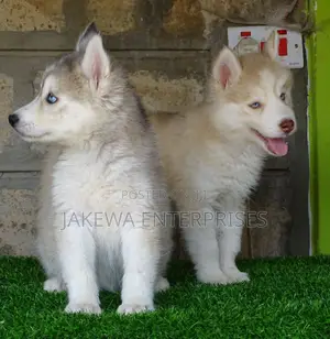 1-3 months Male Purebred Siberian Husky