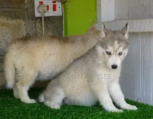 1-3 months Male Purebred Siberian Husky