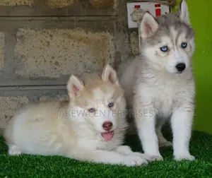 1-3 months Female Purebred Siberian Husky