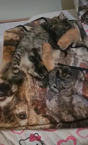 1-3 months Female Purebred Maine Coon
