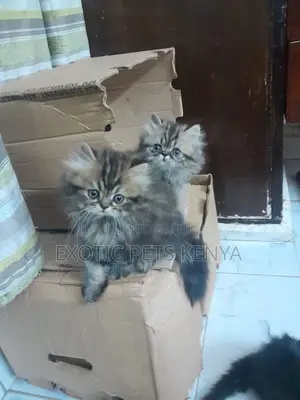 1-3 months Male Purebred Persian