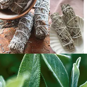 White Sage