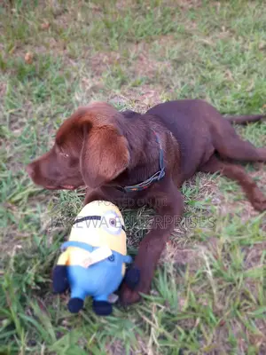 1-3 months Male Purebred Labrador Retriever