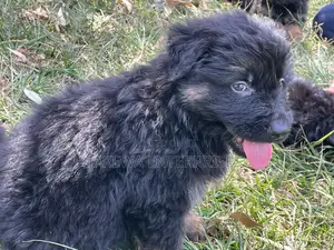 1-3 months Female Purebred German Shepherd