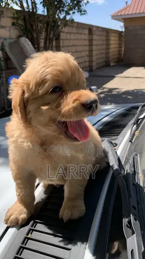1-3 months Female Purebred Golden Retriever