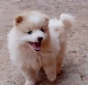 1-3 months Female Purebred Japanese Spitz