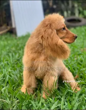 1-3 months Female Purebred Cocker Spaniel