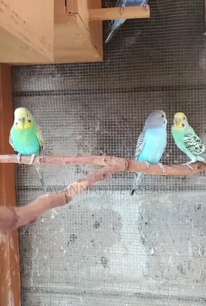 Pet Budgie Parakeets Birds Male and Female - Pair