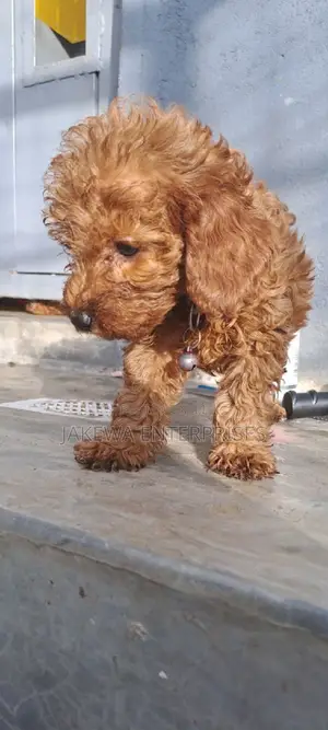 1-3 months Male Purebred Poodle