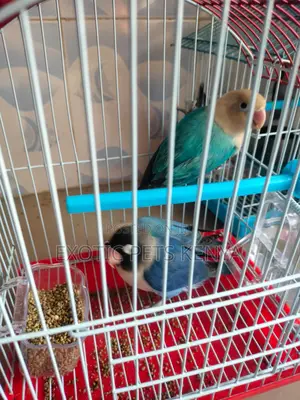 Blue Lovebirds (Imported)
