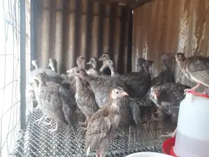1 Month Old Guinea Fowl, Kanga Keets Chicks