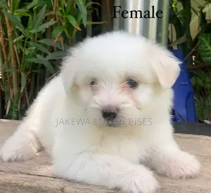 1-3 months Female Purebred Havanese