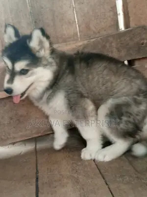1-3 months Male Purebred Siberian Husky