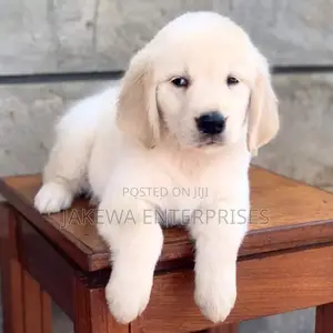 1-3 months Female Purebred Golden Retriever