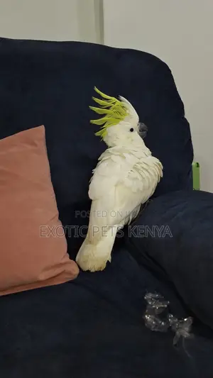 Cockatoo For Sale