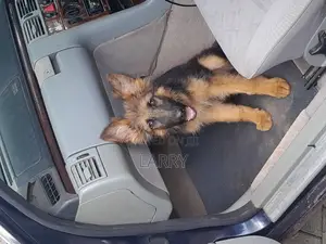 1-3 months Male Purebred German Shepherd
