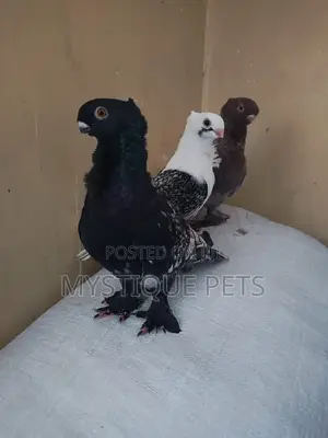 Ornamental Birds