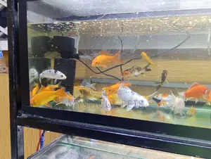 Aquarium Koi Fish