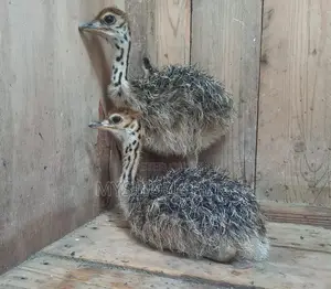 Young Ostriches