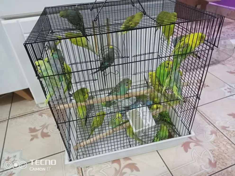 Budgies Small Birds