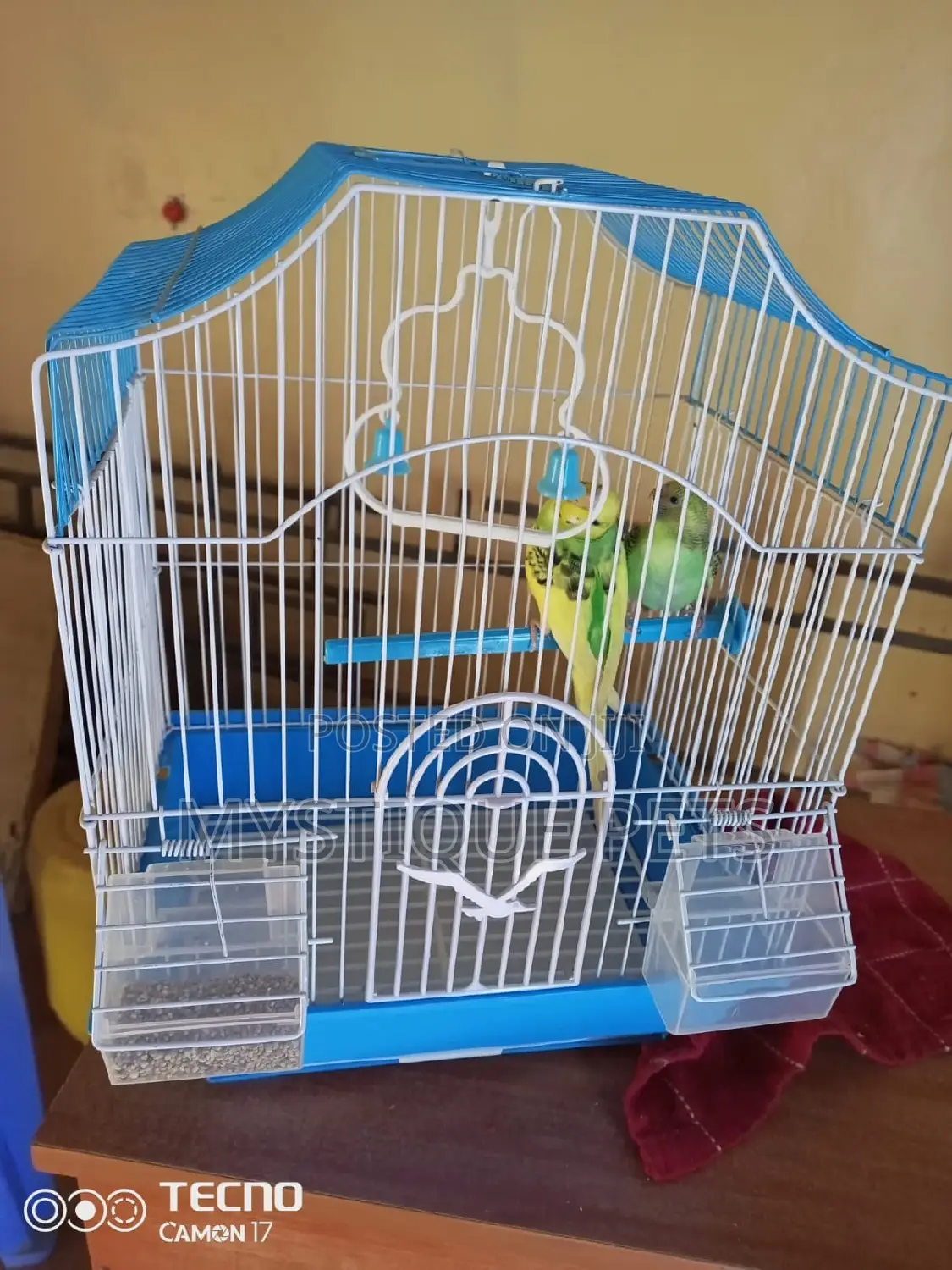 Budgies Small Birds