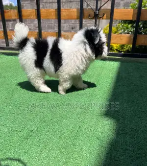 1-3 months Female Purebred Havanese