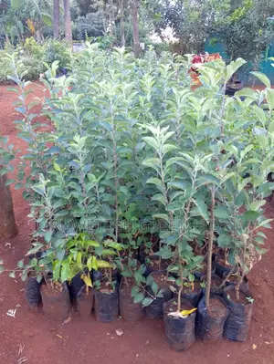 Quality Apples Seedlings