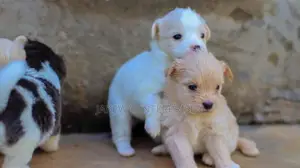 1-3 months Male Purebred Japanese Spitz