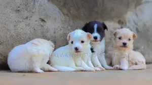 1-3 months Male Purebred Japanese Spitz