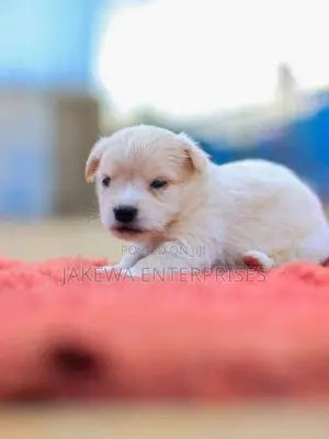 1-3 months Male Purebred Japanese Spitz