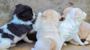 1-3 months Female Purebred Japanese Spitz