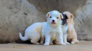 1-3 months Male Purebred Japanese Spitz