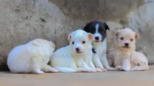 1-3 months Female Purebred Japanese Spitz