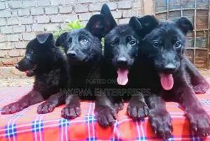 1-3 months Male Purebred German Shepherd