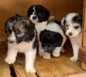 1-3 months Female Purebred Havanese