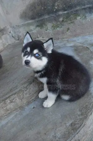 1-3 months Female Purebred Siberian Husky