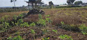 Prime Plot for Sale in Kapsoya Deligacy in Eldoret
