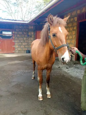 Pony for Sale