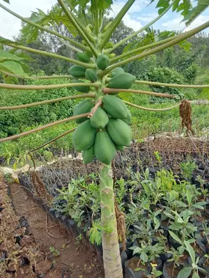 Dwarf Pawpaw