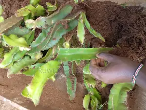 Rooted Dragon Fruit Seedlings