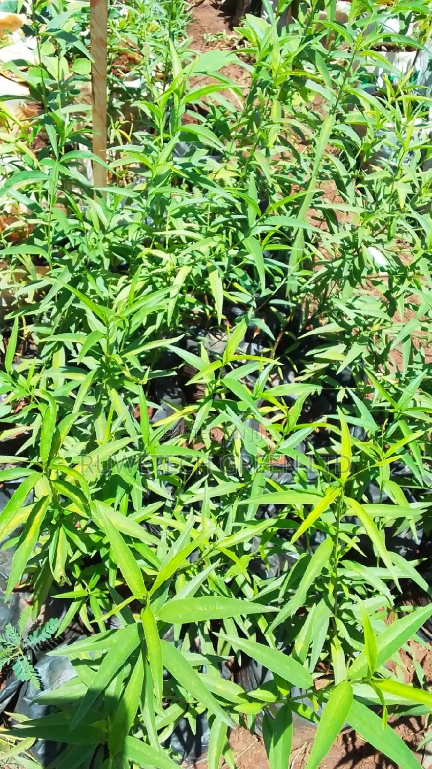 Peaches Seedlings