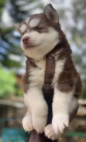 1-3 months Female Purebred Siberian Husky