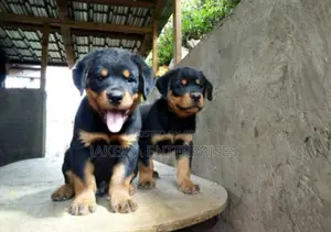 1-3 months Male Purebred Rottweiler
