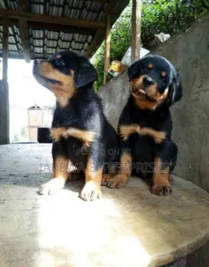 1-3 months Female Purebred Rottweiler