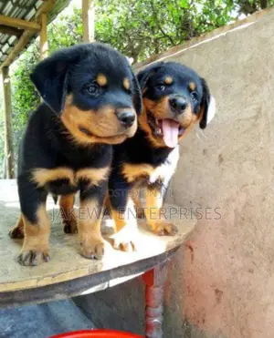 1-3 months Male Purebred Rottweiler